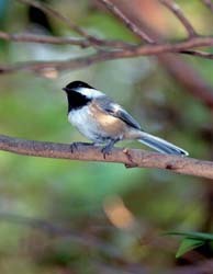 Black-capped Chickadee