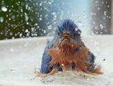 Eastern Bluebird in Bird Bath