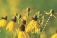 Coneflower