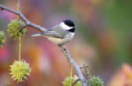 Carolina Chickadee